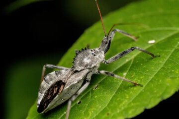 Wheel Bugs in Utah: Strange-Looking Insect With a Powerful Bite