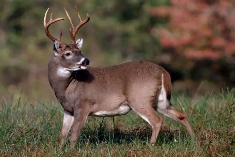 White-tailed Deer in Washington