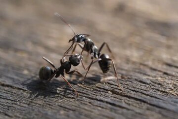 Why Ants Still Enter Pennsylvania Homes During Winter