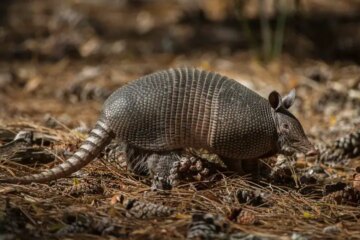 Why Armadillos Keep Returning to the Same Yards in Mississippi