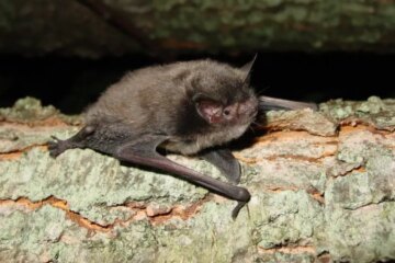 Why Bats Are Common in Older Homes in Indiana