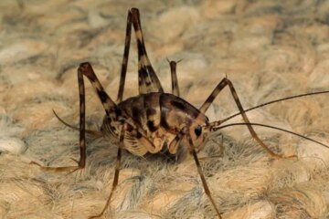 Why Camel Crickets Are Common in Pennsylvania Basements
