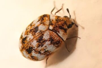Why Carpet Beetles Are Often Found Near Windows in Virginia