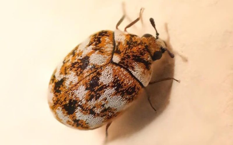 Why Carpet Beetles Are Often Found Near Windows in Virginia