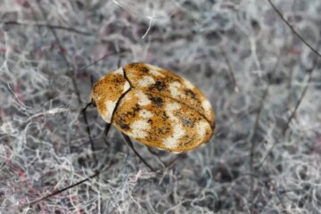 Why Carpet Beetles Damage Clothing in Indiana Apartments