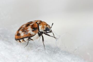 Why Carpet Beetles Damage Clothing in Ohio Homes