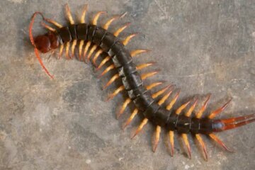 Why Centipedes Prefer Damp Areas in Pennsylvania Houses