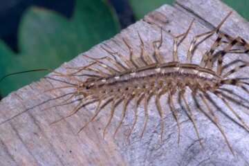 Why Centipedes Suddenly Show Up in Ohio Basements