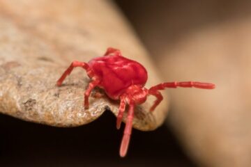 Why Clover Mites Suddenly Appear in Georgia Homes