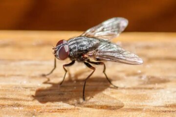 Why Cluster Flies Appear in Upper Floors in Minnesota
