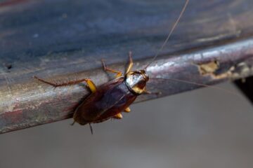 Why Cockroaches Appear Even in Clean Florida Apartments