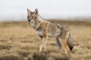 Why Coyotes Are Being Seen More Often in Suburban Texas This Winter