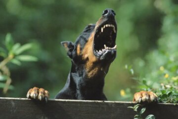 Why Dogs in Pennsylvania Become Protective Inside the House