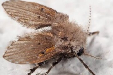 Why Drain Flies Appear Suddenly in Ohio Bathrooms