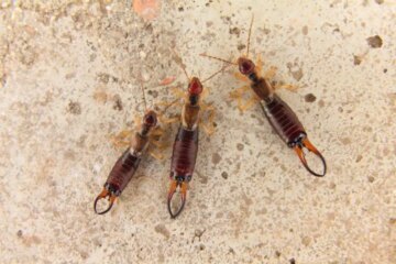 Why Earwigs Gather Near Sinks in North Carolina Apartments