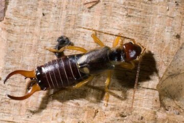 Why Earwigs Keep Appearing in Texas Bathrooms at Night