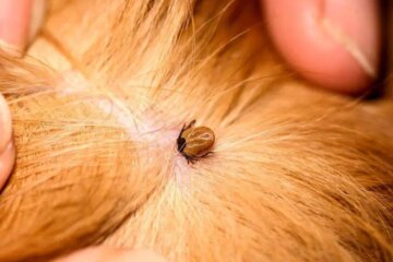 Why Florida Dogs Pick Up Ticks So Fast in Their Own Yards