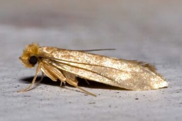 Why Florida Residents See Giant Moths Near Porch Lights