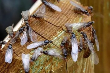 Why Flying Ant Swarms Appear Suddenly in Indiana Yards