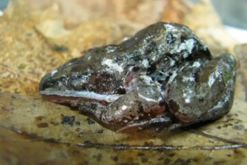 Why Frogs in Maine Can Survive Being Frozen Solid