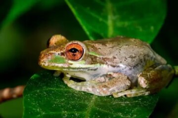 Why Frogs Suddenly Appear on Florida Walls and Windows at Night