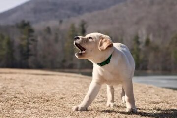 Why Georgia Dogs Bark at the Same Spot Every Evening