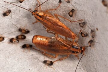 Why German Cockroaches Appear Even in Clean California Apartments