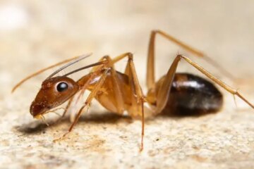Why Ghost Ants Are Common in Coastal South Carolina Houses