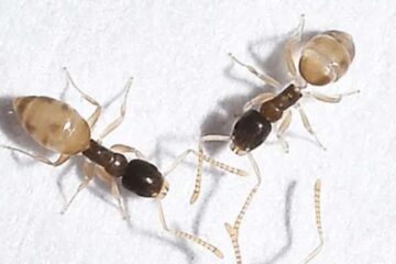Why Ghost Ants Suddenly Spread Through Bathrooms in Ohio