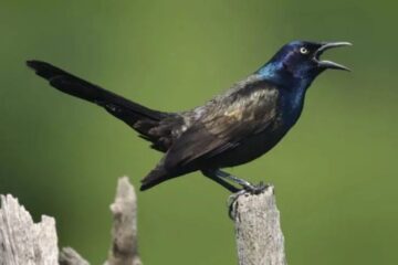 Why Grackles Gather in Specific Florida Areas at Dusk