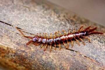Why House Centipedes Appear in New York Bathrooms at Night