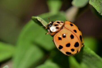Why Lady Beetles Swarm Indoors in South Dakota
