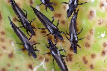 Why Long, Thin Insects Suddenly Crawl Across Illinois Bathrooms