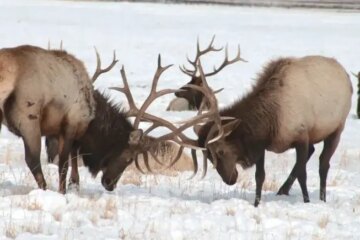 Why Montana Elk Are Staying Lower Than Usual This Time of Year
