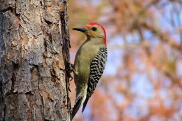 Why North Carolina Woodpeckers Peck More Than Just Trees