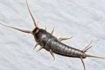 Why Silverfish Gather Around Drains in Georgia Homes