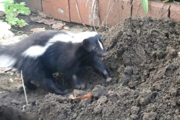 Why Skunks Dig Beneath Decks in Illinois Neighborhoods