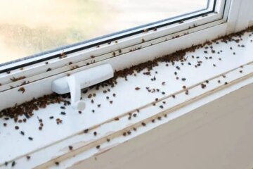 Why Small Black Insects Gather Around Michigan Windows