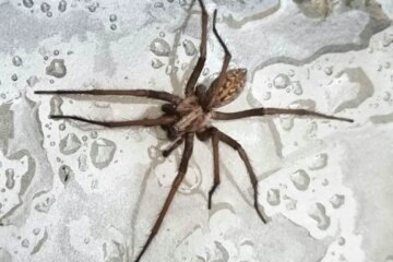 Why Spiders Appear in Bathrooms in Washington Homes