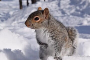 Why Squirrels Act Differently in Wisconsin Winters