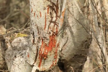 Why Tennessee Residents Find Claw Marks Near Tree Bases