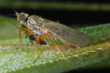 Why Thrips Appear on Window Frames in California Homes