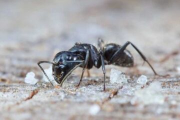 Why Tiny Sugar Ants Follow Wall Lines in Texas Homes