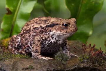 What Triggers Sudden Toad Sightings Around North Carolina Homes