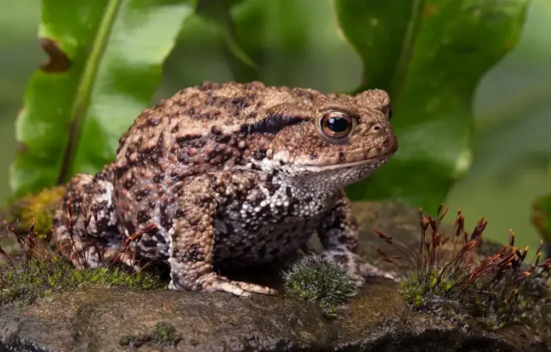 Why Toads Suddenly Appear in North Carolina