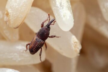 Why Weevils Keep Returning to Florida Kitchen Cabinets