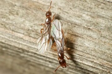 Why Winged Termites Appear All at Once Indoors in Virginia