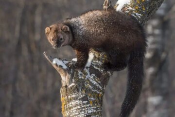 Why Wisconsin Homeowners Confuse Fishers With Other Animals