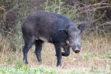Wild Hogs in California: What Residents Should Know Right Now