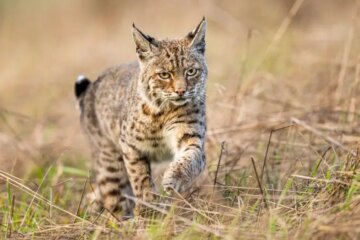 What Winter Food Shortages Do to Bobcat Territory in Georgia